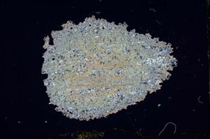 Cross Polarized, S13679