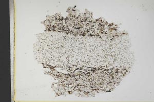 Plane Polarized, S13681