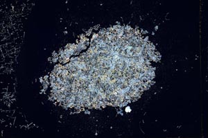 Cross Polarized, S13682