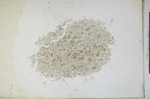 Plane Polarized, S13682