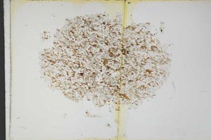 Plane Polarized, S13683