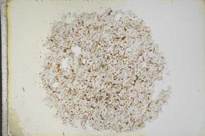 Plane Polarized, S13684