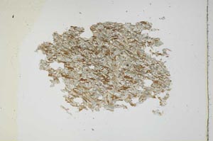 Plane Polarized, S13685