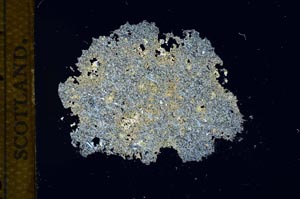 Cross Polarized, S13686