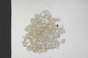 Plane Polarized, S13687