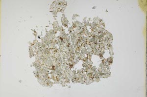 Plane Polarized, S13688