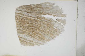 Plane Polarized, S13689