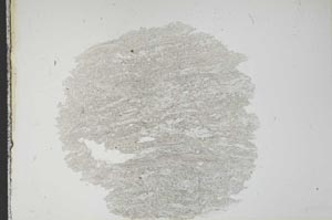 Plane Polarized, S13690