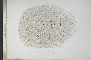 Plane Polarized, S13691