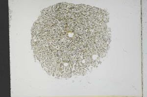 Plane Polarized, S13706