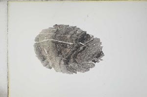 Plane Polarized, S13717