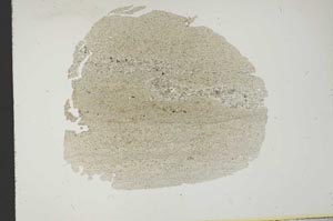 Plane Polarized, S13765