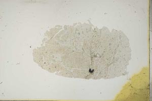 Plane Polarized, S13767