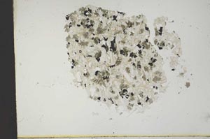 Plane Polarized, S13791
