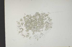 Plane Polarized, S13803
