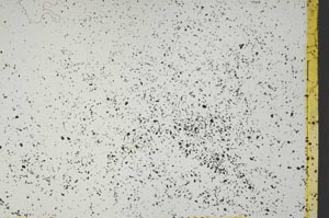 Plane Polarized, S13809/B
