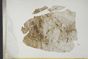 Plane Polarized, S13829