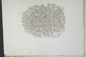 Plane Polarized, S13834