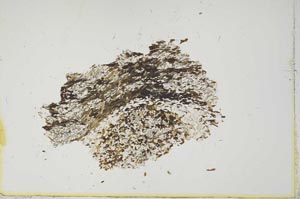 Plane Polarized, S13838/A