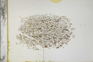 Plane Polarized, S13842