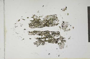 Plane Polarized, S13852
