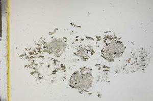 Plane Polarized, S13852/A