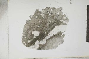 Plane Polarized, S13867