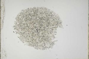 Plane Polarized, S13871