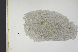 Plane Polarized, S13874