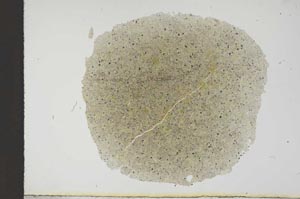 Plane Polarized, S13885