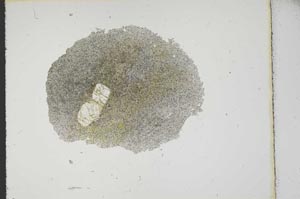 Plane Polarized, S13890