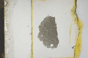 Plane Polarized, S13894