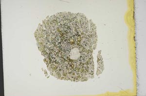 Plane Polarized, S13895