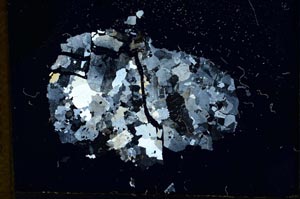 Cross Polarized, S13910