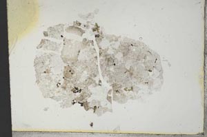 Plane Polarized, S13910