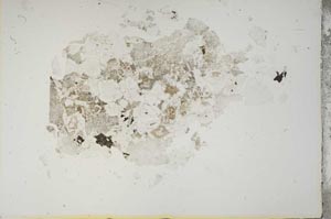 Plane Polarized, S13912