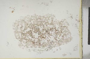 Plane Polarized, S13913