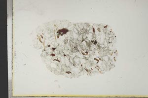 Plane Polarized, S13914