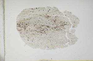 Plane Polarized, S13922