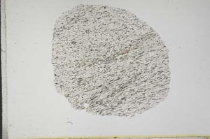 Plane Polarized, S13925