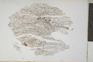 Plane Polarized, S13927