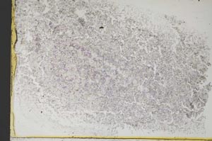 Plane Polarized, S13931/A
