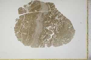 Plane Polarized, S13941