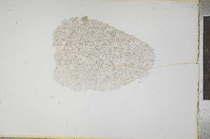Plane Polarized, S13946
