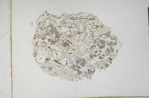 Plane Polarized, S13972