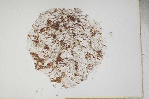 Plane Polarized, S13977