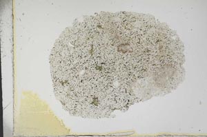 Plane Polarized, S13980