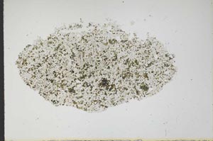 Plane Polarized, S13982