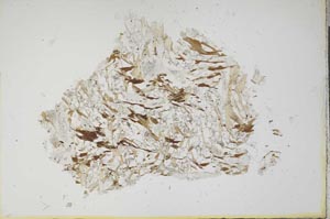 Plane Polarized, S13986