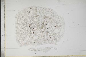 Plane Polarized, S13993